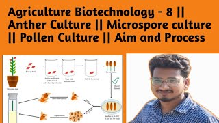 Ag Biotechnology  8  Anther Culture  Microspore culture  Pollen Culture  Aim and Process [upl. by Attenat]