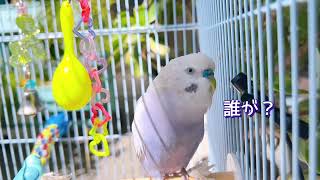 これから立派なトリになるインコのいっちゃん [upl. by Riley]