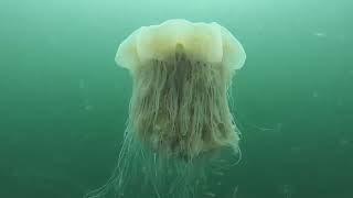 Lions Mane Jellyfish [upl. by Follansbee]