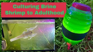 How To Start a Brine Shrimp Culture Indoors raising to adults [upl. by Tolliver821]