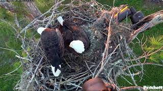 M15 sees the chick for the first time Southwest Florida Eagle Cam [upl. by Collie]