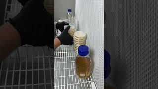 Pouring 40 agar plates for mycology work shorts shortvideo growyourown mushroom garden agar [upl. by Leahcym]