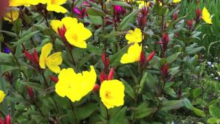 Gillenia trifoliata and Oenothera Summer Sun [upl. by Nuahsyd]