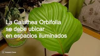 Curiosidades de la Planta Calathea Orbifolia [upl. by Naivat]