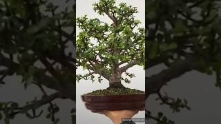 crassula bonsai trees short video [upl. by Donn]