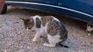 White cat attacks the spotted and drives it outside the fence Scared cats dont want communicate [upl. by Reagen]