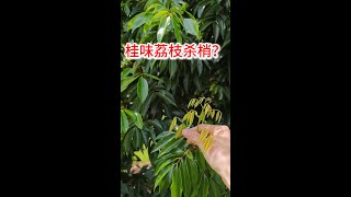 Lichee cinnamon flavor shoot hit 6 of oxyflurane 20ml 荔枝桂味抽嫩梢，打6的乙氧氟草醚20ml多效唑40g，兌水100斤 [upl. by Skardol]