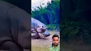 crocodilian animals wildlifefight hippo funny crocodile wildanimals trending [upl. by Amisoc]