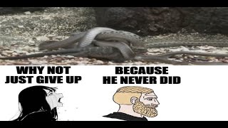 Iguana escapes snakes motivational meme  Miss the Rage [upl. by Akcirehs]