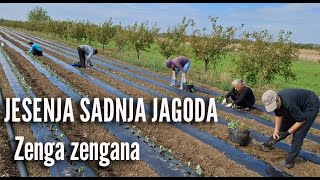 Sadnja jagoda Zenga zengana [upl. by Astri]