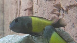 tropheus ikola breeding and raising [upl. by Wenonah]