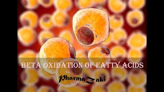 Biochemistry seriousBeta oxidation Part 1 animation [upl. by Gunner]