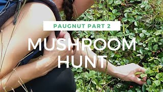 paugnut state forest burr pond mushroom hunt part 2 [upl. by Sean108]