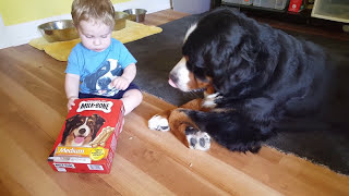 Baby feeding milk bones to his Bernese mountain dog [upl. by Aimik]