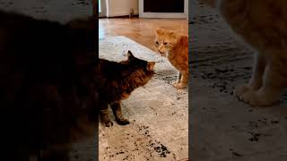 Xena is always starting trouble with her big bro part 2 😹 cat cats catlover catvideos cats [upl. by Signe822]