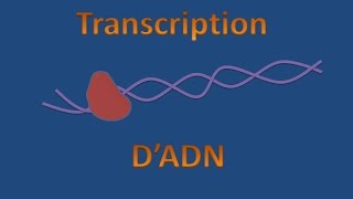 Transcription dADN [upl. by Nylzzaj]