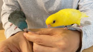 Linnies Eating Nuts ASMR Wasabi and Karashi [upl. by Tannie]