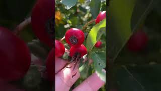 Red Berry Berry Fruit video fruit viralvideo youtubeshorts [upl. by Tehcac]