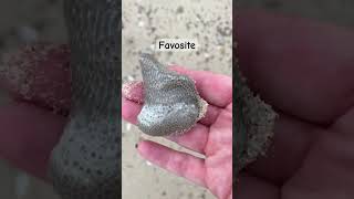 Petoskey Stones Michigan Fossils beachcombing rockhounding lakemichigan [upl. by Calista]