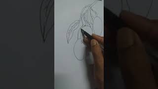 how to draw mangoes [upl. by Olney]