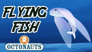 Octonauts  Flying Fish  Sea Missions with the Octonauts [upl. by Orgel]