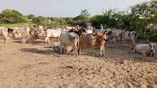 Bull and cows eating and meeting styles at farm [upl. by Llenwahs324]