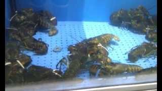 Битва лобстеров Lobster fight [upl. by Branca]