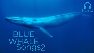 Blue whales underwater sounds part 2 I Real ASMR [upl. by Sumaes]