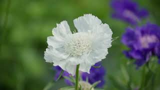 Overwintering Perennial Scabiosa at the Johnnys Research Farm [upl. by Katie685]