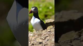 puffin puffin birds nest [upl. by Aras462]