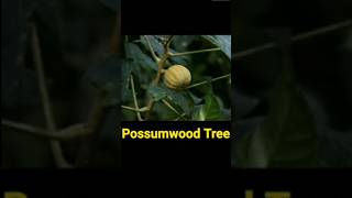 Possumwood Fruits EXPLODE Like Bombs shorts shortfeed [upl. by Zeeba28]