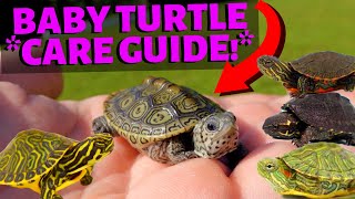 How To Care For A Baby Turtle  Most Species [upl. by Firahs686]