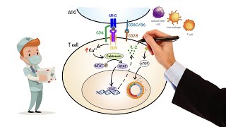 Pharmacology  IMMUNOSUPPRESSANTS MADE EASY [upl. by Relluf]