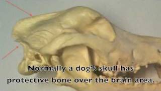 Skull abnormality in dogs that can affect ambulation [upl. by Eidroj]