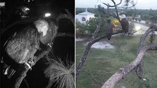 SWFL Eagles 🦅 F23 amp E23 spend night on attic 😴 Morning brings squees amp fancy flying 🥰 2023 Mar 22 [upl. by Eittam]