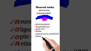 neural tube derivatives mnemonic [upl. by Colinson]