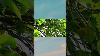 Copper Smith Barbet nature ytshorts shortsfeed birds music [upl. by Brandtr]