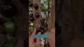 jabuticaba tree🌳 science jabuticaba astrospark20 [upl. by Ssilem]