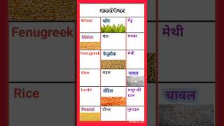 आनाजों के नाम हिंदी अंग्रेजी में।English Hindi word meaning। Hindi vocabulary word with meaning । [upl. by Maisey100]