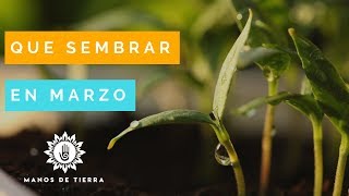 Que Sembrar En MARZO Huerto en casamanos de tierra [upl. by Colinson]