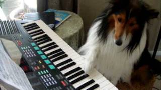 Sheltie playing the piano [upl. by Rivera]