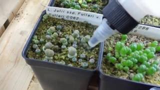 How I Water My Lithop Seedlings [upl. by Qulllon702]