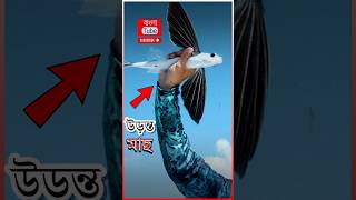 সমুদ্রের উড়ন্ত মাছ  ফ্লাইং ফিস 😱  🤯 Flying Fish  Exocoetus flyingfish shorts [upl. by Giesecke273]