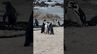 African Penguin Romance A Sweet Moment in the Wild r62adventuretours penguin [upl. by Ahsiuqal]