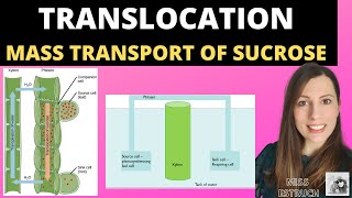 Alevel Biology TRANSLOCATION OF SUCROSE mass flow hypothesis in plants and structure of the phloem [upl. by Sheela]