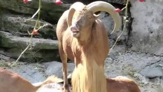 Goat yelling like man [upl. by Eenimod]