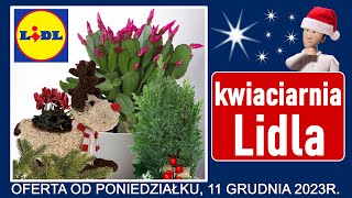 LIDL  Nowa Oferta od Poniedziałku 11122023  Kwiaciarnia Lidla [upl. by Enecnarf88]