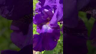 irises gardening exploringlifeandnature africancountry schnauzer hollyhock gqeberha [upl. by Seugram]