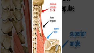 Anatomy Levator Scapula Shorts [upl. by Amihsat52]