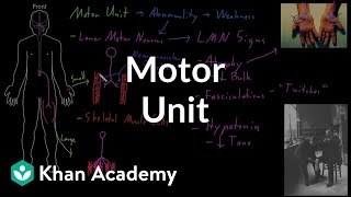 Motor unit  Organ Systems  MCAT  Khan Academy [upl. by Durware377]